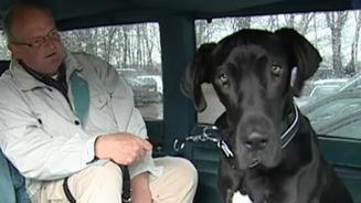 Engagement für misshandelte Hunde
