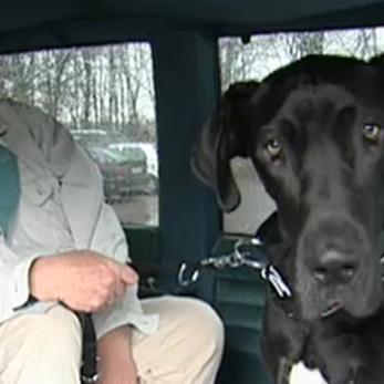 Tiergeschichten3 - Dogge Samir in Deutschland Tiergeschichten3 - Dogge Samir in Deutschland