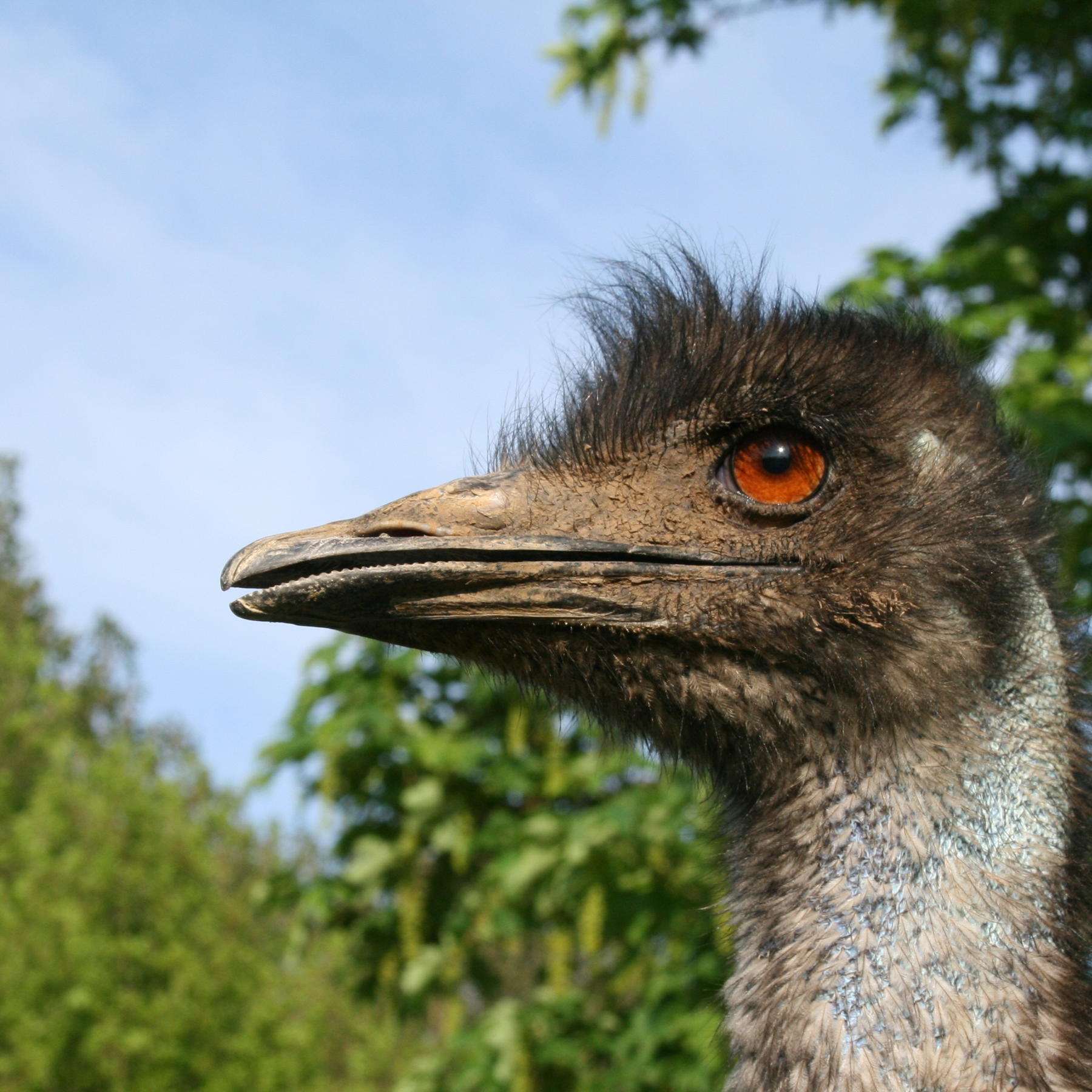 WW Folge 14 Emus 2 WW Folge 14 Emus 2