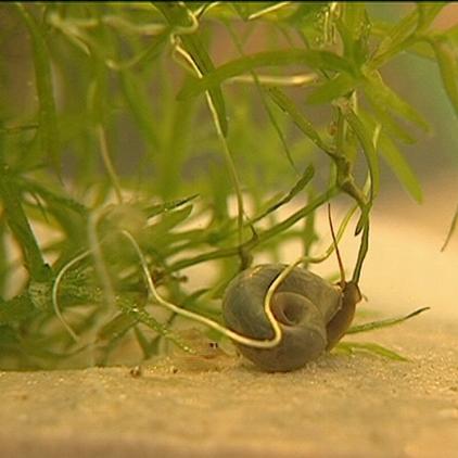 lexikon triopsbaby im aquarium lexikon triopsbaby im aquarium