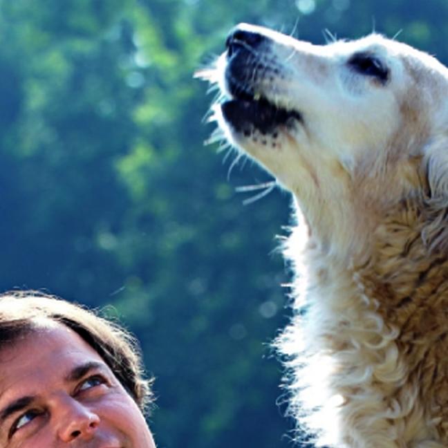 hundeprofi hundeprofi