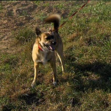 hundeprofi stella close hundeprofi stella close