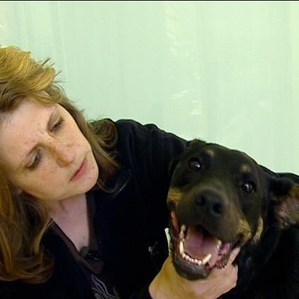 thnrnberg hund aki thnrnberg hund aki