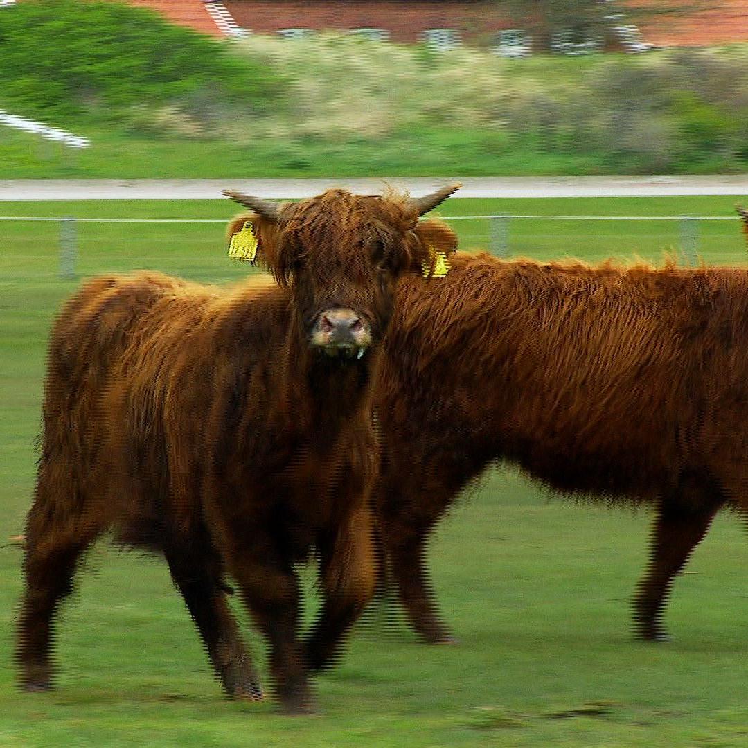 lta heeren highland Kuehe