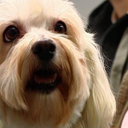 tk lueneburg hund lady tk lueneburg hund lady
