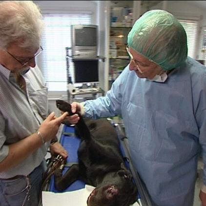 sprechstunde2 Labrador nach Augen-OP sprechstunde2 Labrador nach Augen-OP