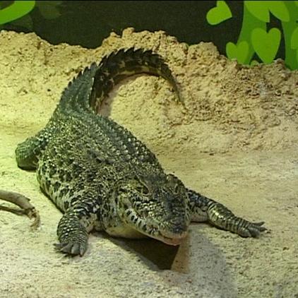 sealife speyer krokodil sealife speyer krokodil
