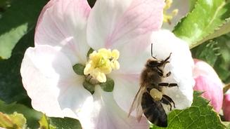 Ein Wettstreit zwischen Bienen