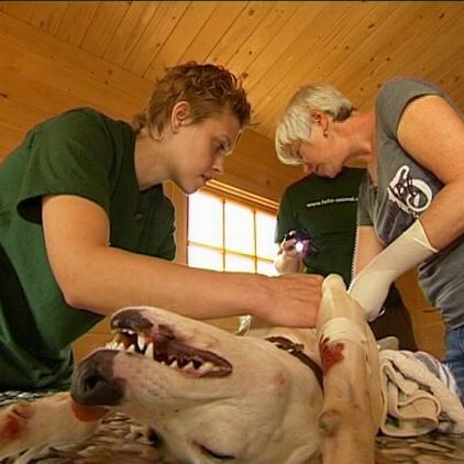 felizanimalmallorca hund kenai felizanimalmallorca hund kenai