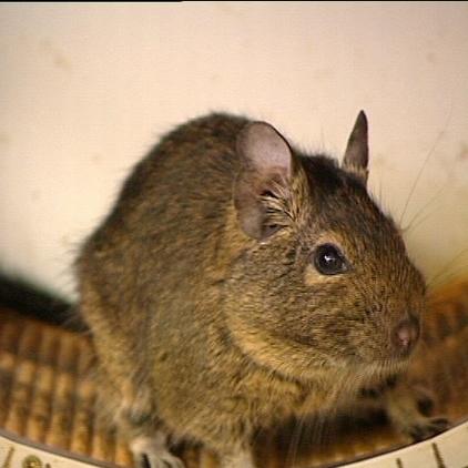 tiergeschichten1 degu im rädchen tiergeschichten1 degu im rädchen