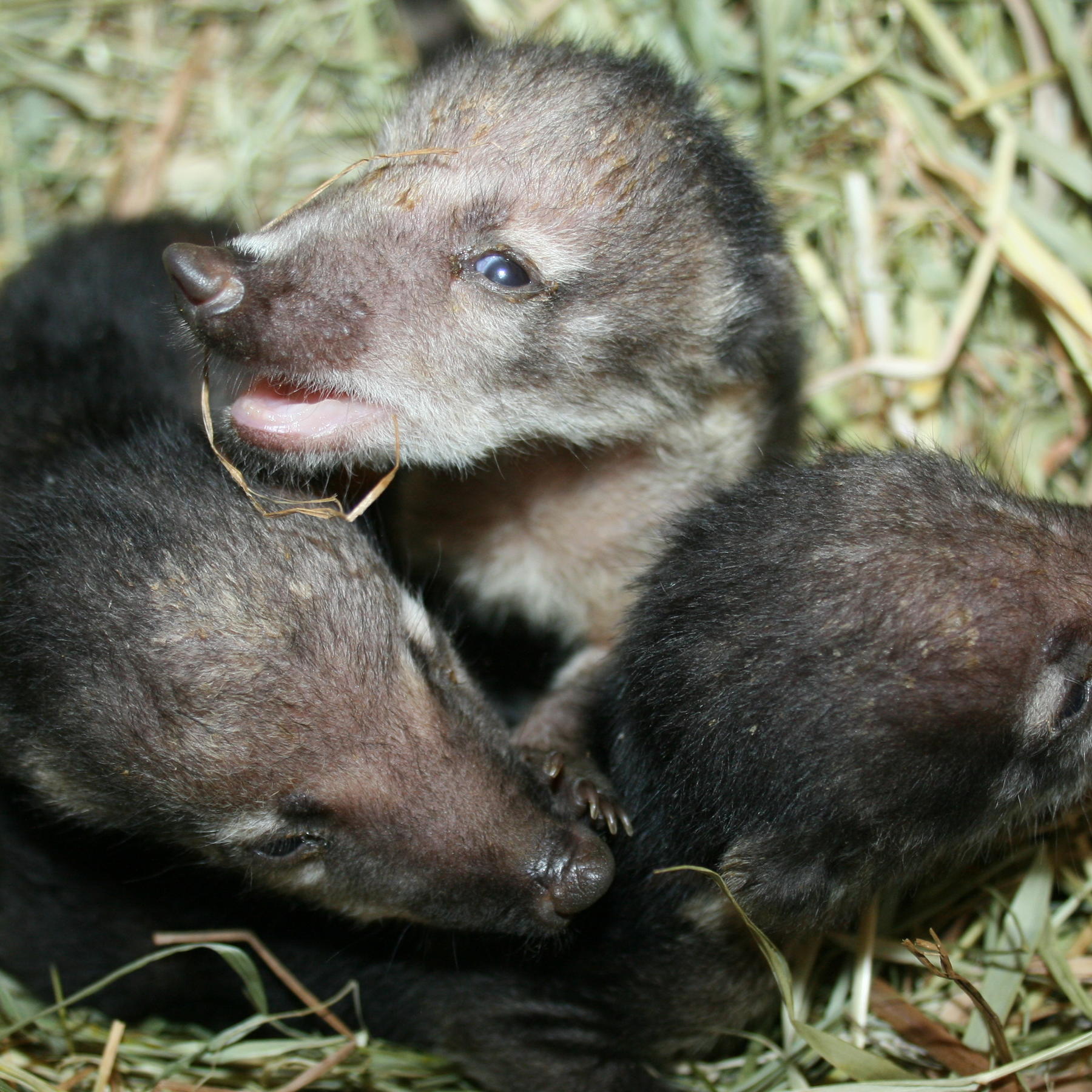 Nasenbär-Babys 1 Nasenbär-Babys 1