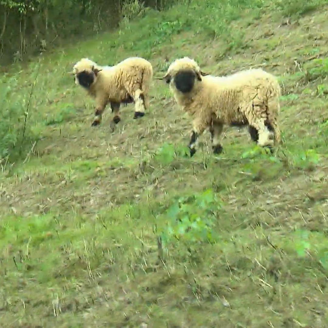 Die sind aber auch süß! Mazes und Daniels Schafe warten auf Streicheinheiten. Die sind aber auch süß! Mazes und Daniels Schafe warten auf Streicheinheiten.