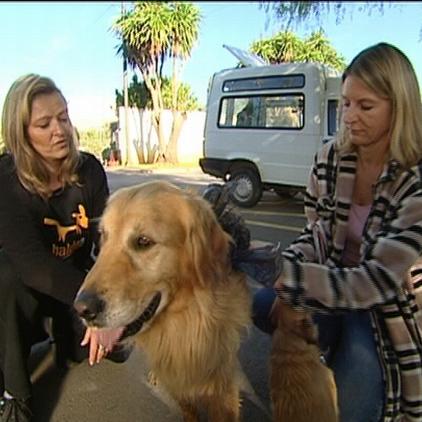 tierschutz auf malle golden retriever pancho rockstars mit herz tierschutz auf malle golden retriever pancho rockstars mit herz