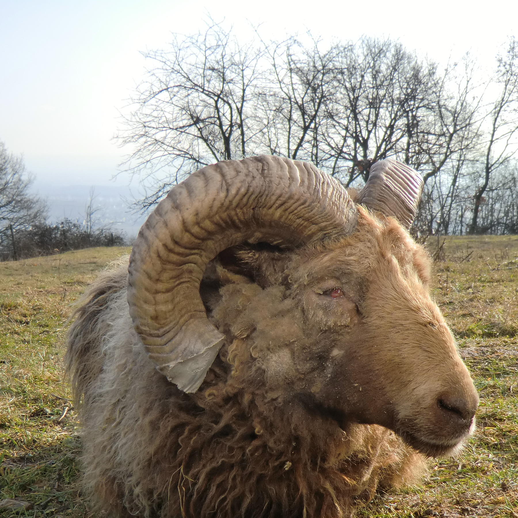 Sprechstunde - Bild 2 - Enthornter Schafbock kann wieder sehen Sprechstunde - Bild 2 - Enthornter Schafbock kann wieder sehen