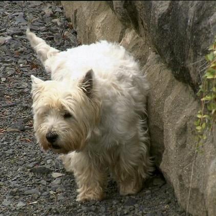 hundeprofi1 kenzo