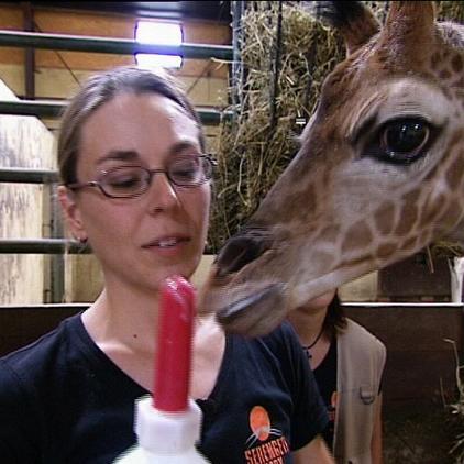 serengetipark hodenhagen giraffenbaby jeffrey serengetipark hodenhagen giraffenbaby jeffrey
