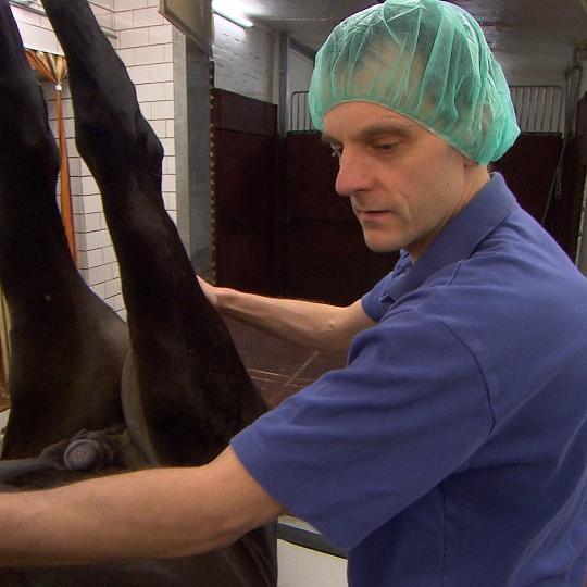 Tiergeschichten3 - VOX-DOCMA TV - Dr. Enno Allmers mit dem Wallach Don Camillo Tiergeschichten3 - VOX-DOCMA TV - Dr. Enno Allmers mit dem Wallach Don Camillo