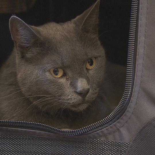 Katzenexpertin - VOX-DOCMA TV-LISA EHL - Kater James Katzenexpertin - VOX-DOCMA TV-LISA EHL - Kater James