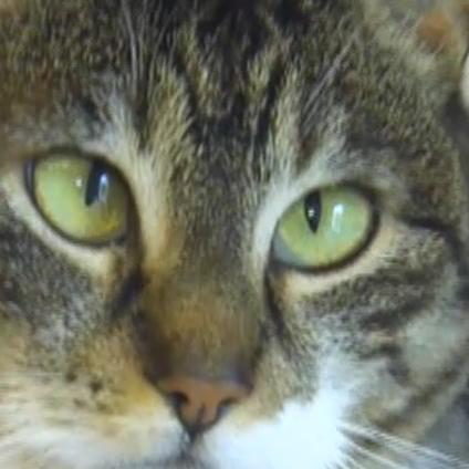 Tiergeschichten3 - Schielende Katze Lisa Tiergeschichten3 - Schielende Katze Lisa