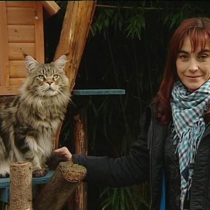 Vorschau Diana und Mainecoone Katzen Vorschau Diana und Mainecoone Katzen