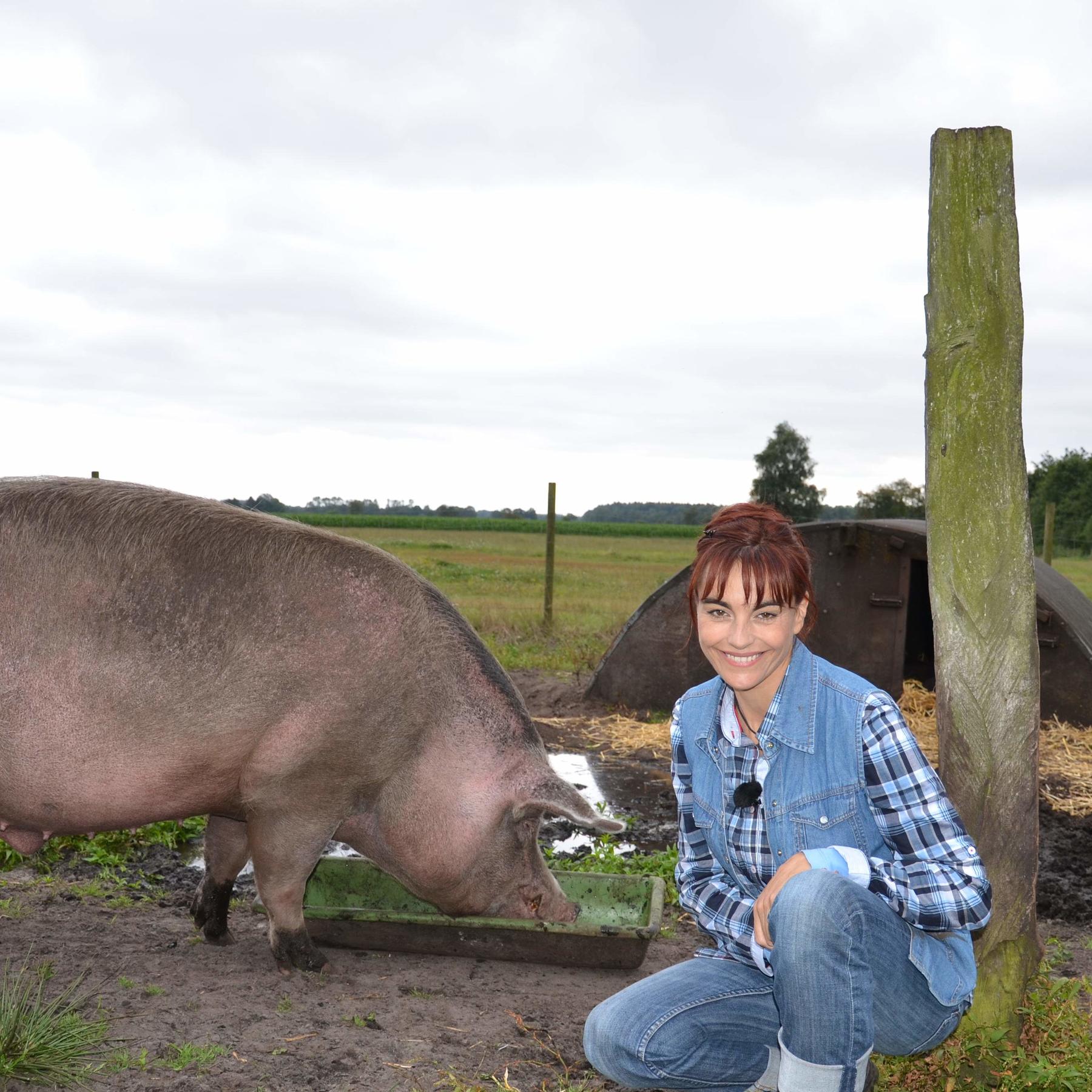 Tiergeschichten 2 - Schweineparadies Tiergeschichten 2 - Schweineparadies