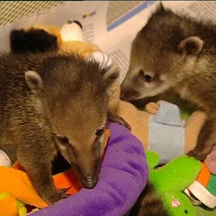 nasenbaerbabys spielzeug nasenbaerbabys spielzeug