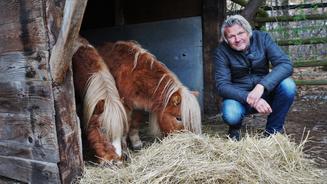 Drei herrenlose Shetland-Ponys
