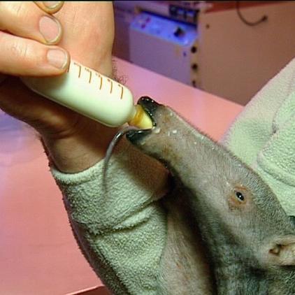 zookrefeld ameisenbär-baby zookrefeld ameisenbär-baby