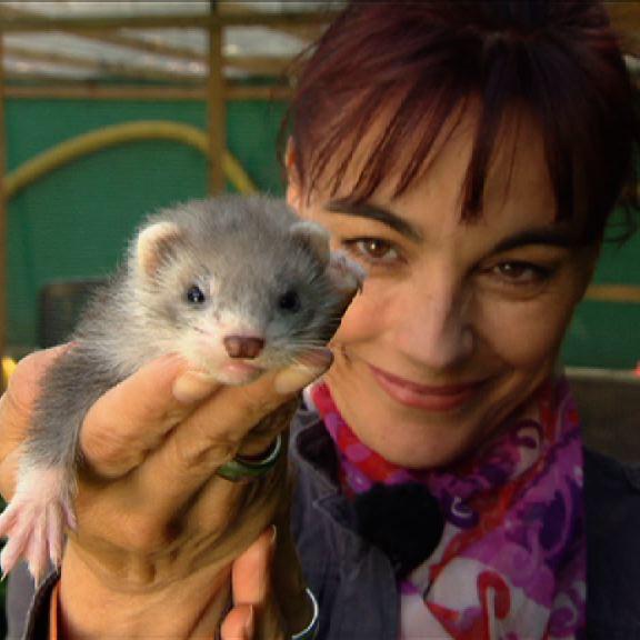Tiergeschichten1 - Frettchen Tiergeschichten1 - Frettchen