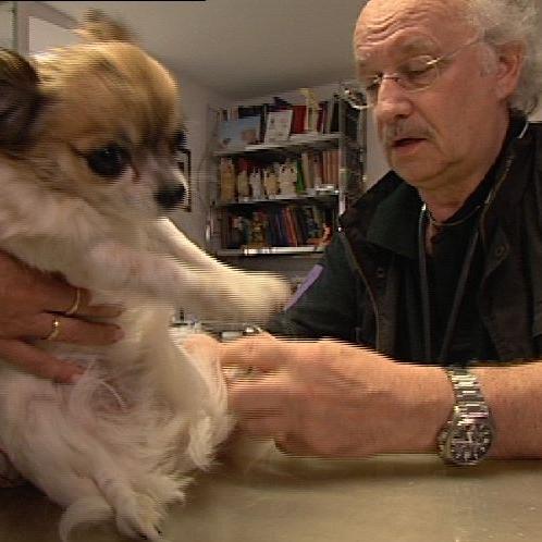 Vorschau3 - VOX - Chihuahuas beim Gesundheits-Check Vorschau3 - VOX - Chihuahuas beim Gesundheits-Check
