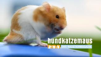 Stimmt jetzt für eure Favoriten ab!