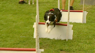 Mannschaftssport für Hunde