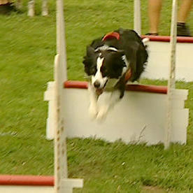 flyball flyball