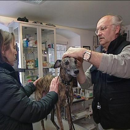 sprechstunde1 dr wolf+whippet sprechstunde1 dr wolf+whippet