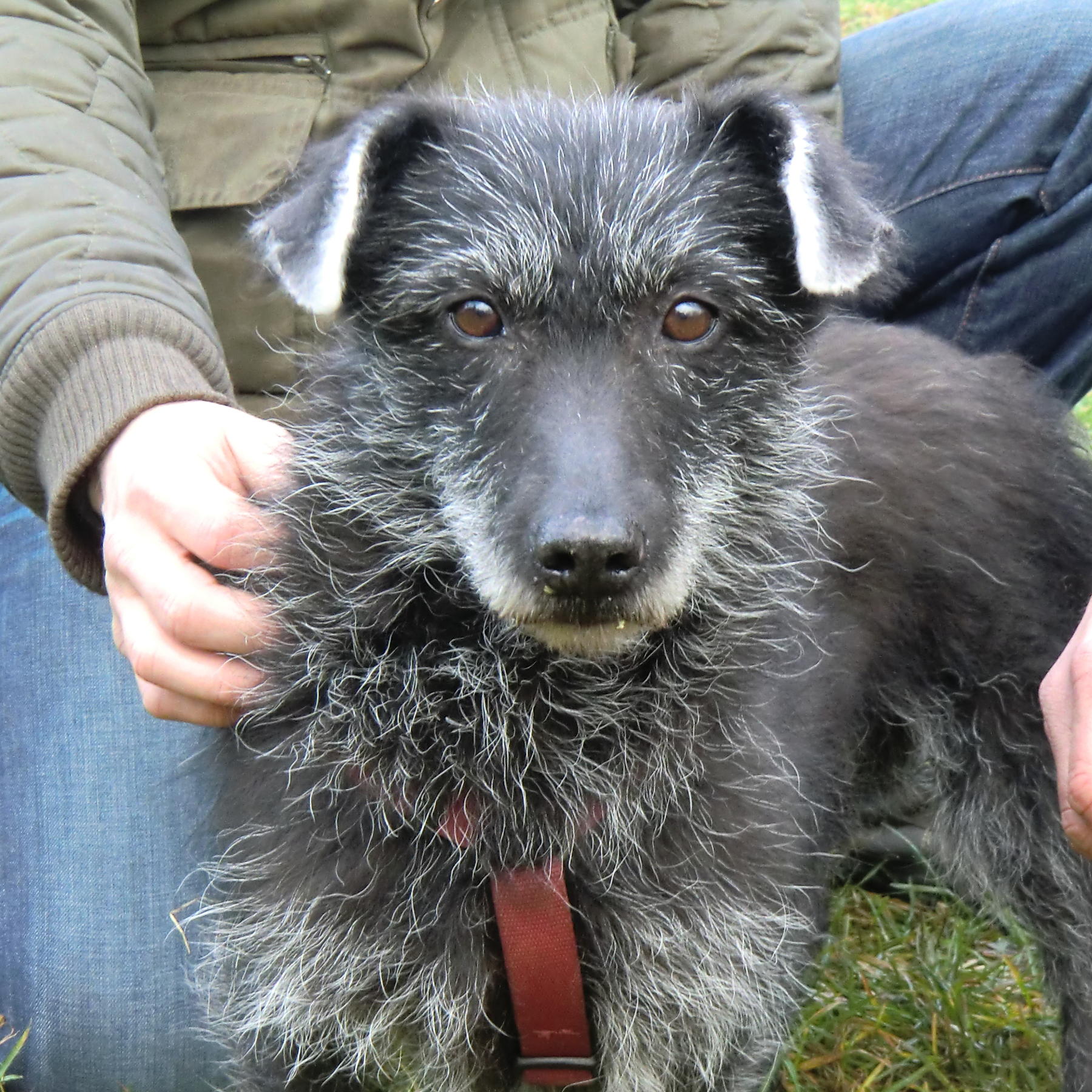 Tiere in Not - Troika Tiere in Not - Troika