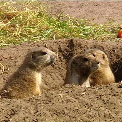 zoo nordhorn praeriehunde zoo nordhorn praeriehunde