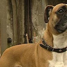 galerie topten hunde 08