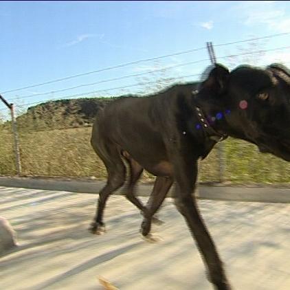 tierschutz auf malle dogge samir rockstars mit herz tierschutz auf malle dogge samir rockstars mit herz