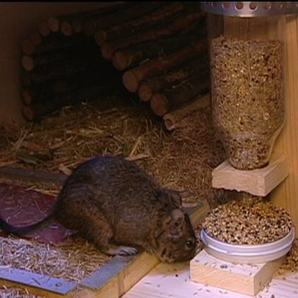 tiergeschichten1 degu-futterspender tiergeschichten1 degu-futterspender