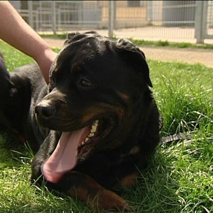 sprechstunde1 rottweiler odin sprechstunde1 rottweiler odin