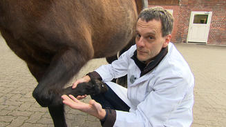 Pferd Kölskör muss operiert werden
