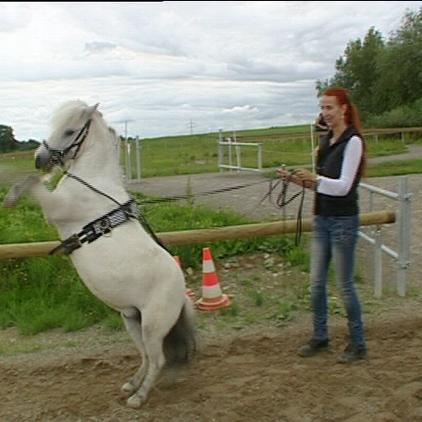 Tiergeschichten2 Showpony Diana Tiergeschichten2 Showpony Diana