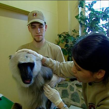 zoo neunkirchen languren affen zoo neunkirchen languren affen