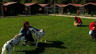 Operation Galgo: Ein neuer Anfang