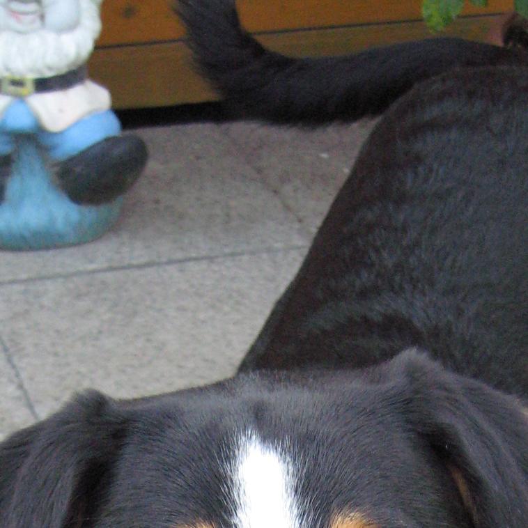 hundeprofi poldi2 hundeprofi poldi2