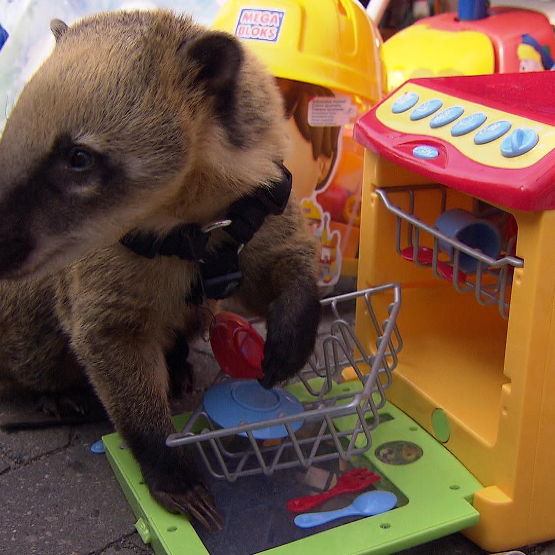 Tiergeschichten3 - VOX-DOCMA TV - Elvis auf dem Trdelmarkt Tiergeschichten3 - VOX-DOCMA TV - Elvis auf dem Trdelmarkt