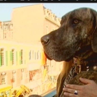 Deutsche Dogge 2 Deutsche Dogge 2