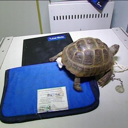 exotenpraxisb+b schildkröte exotenpraxisb+b schildkröte