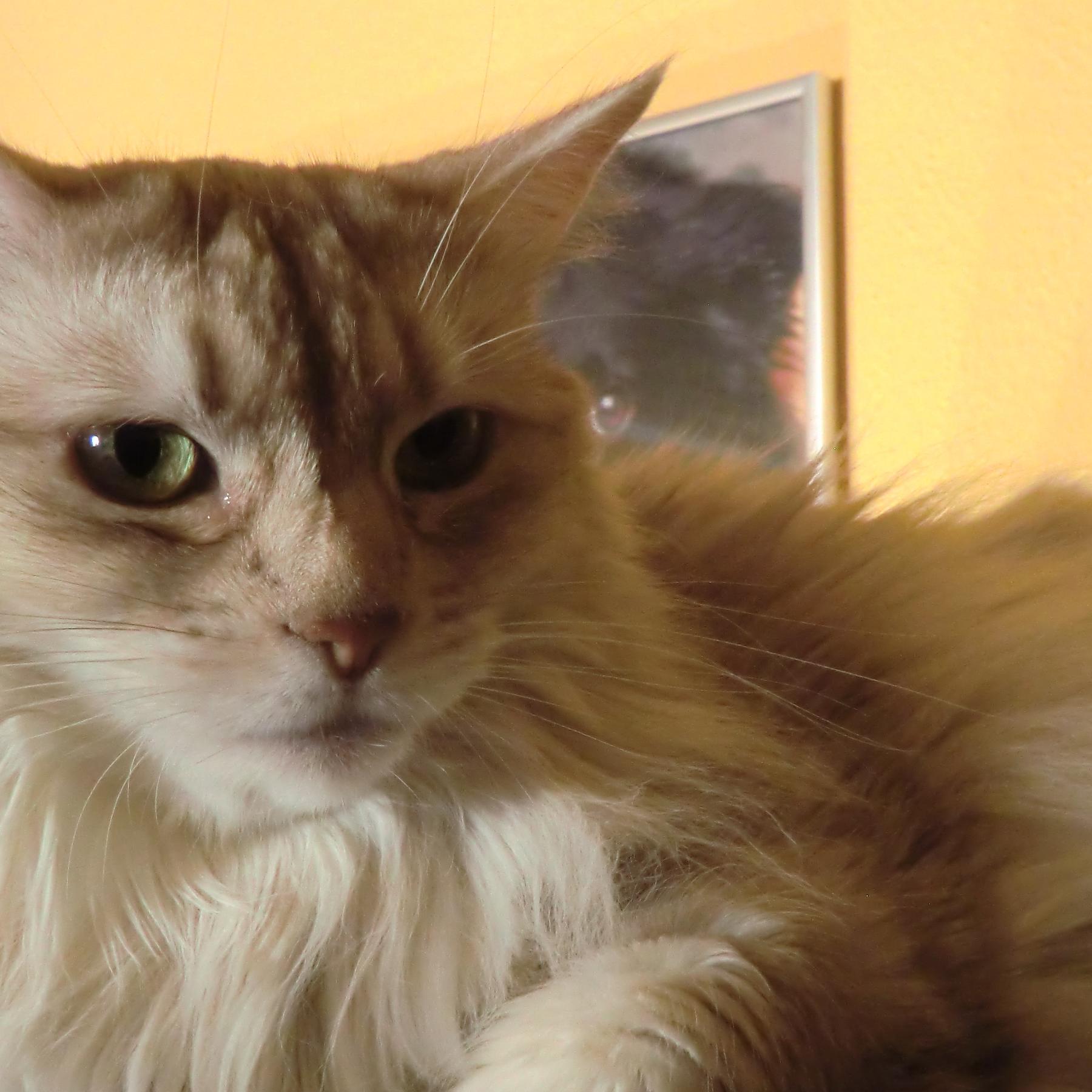 Tiere in Not - Kater Tamino Tiere in Not - Kater Tamino