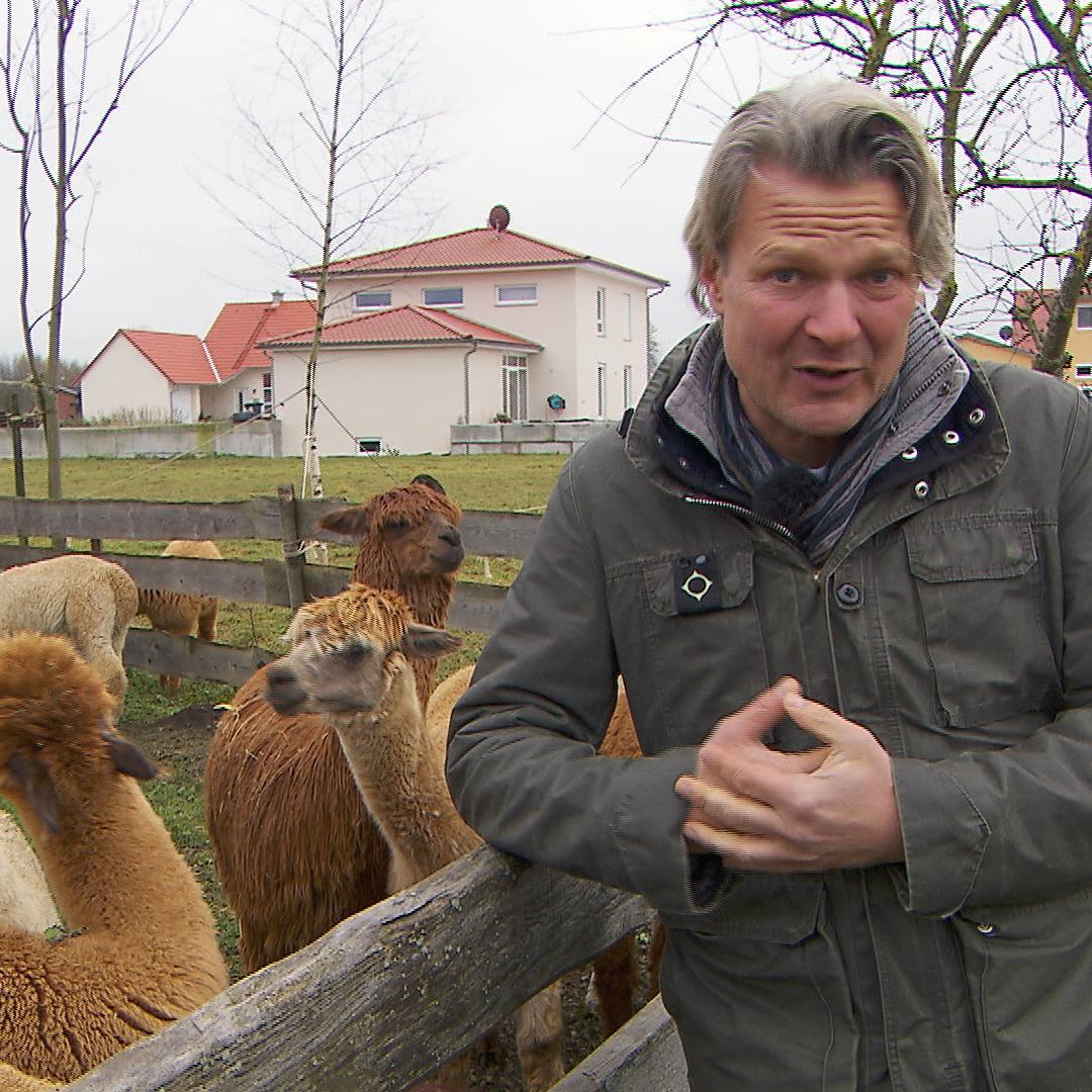 Frank mit Alpaka-Herde (002) Frank mit Alpaka-Herde (002)
